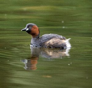 little-grebe-29-shay-connolly_lge